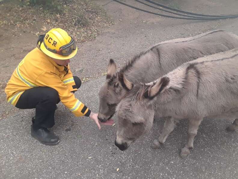 Firefighter feeds donkeys lost during Camp Fire