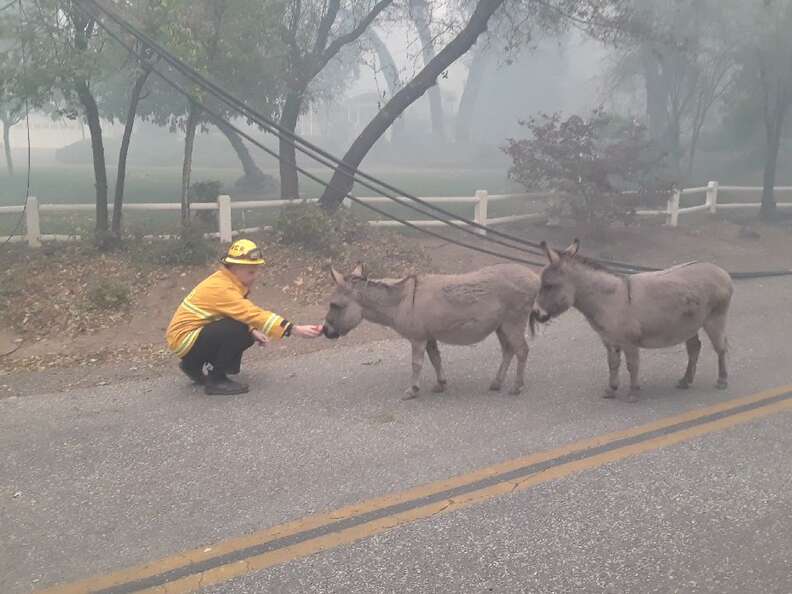 Fireman rescues lost donkeys during Camp Fire in California
