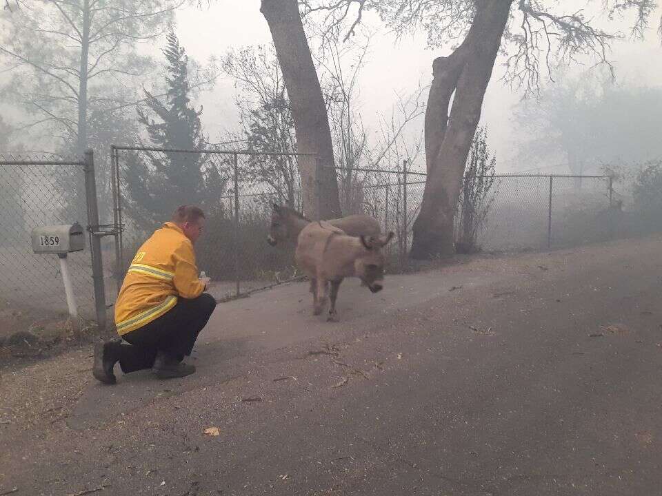 Firefighter Chris Harvey approaches two lost donkeys