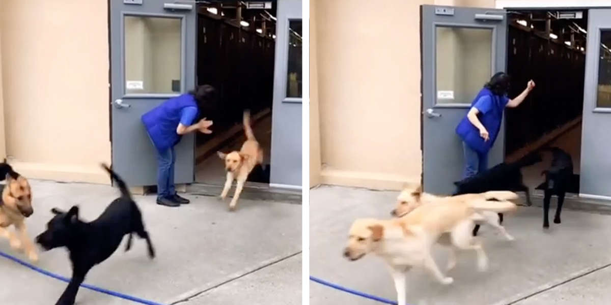 Adorable Service Dogs Are So Excited To Practice Their Fire Drill - The ...