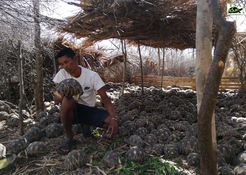 Rescuer with tortoises