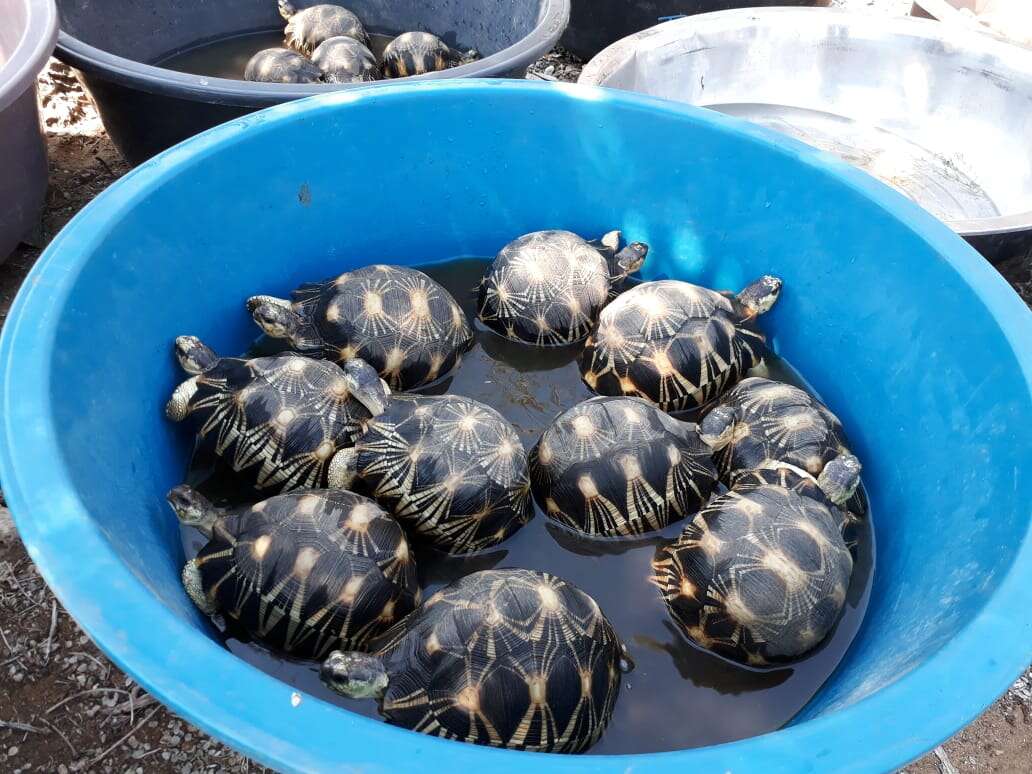 Rescued tortoises inside bucket