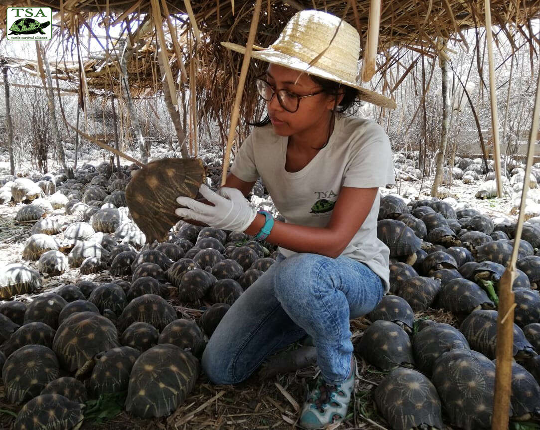 Rescuer holding radiated tortoise