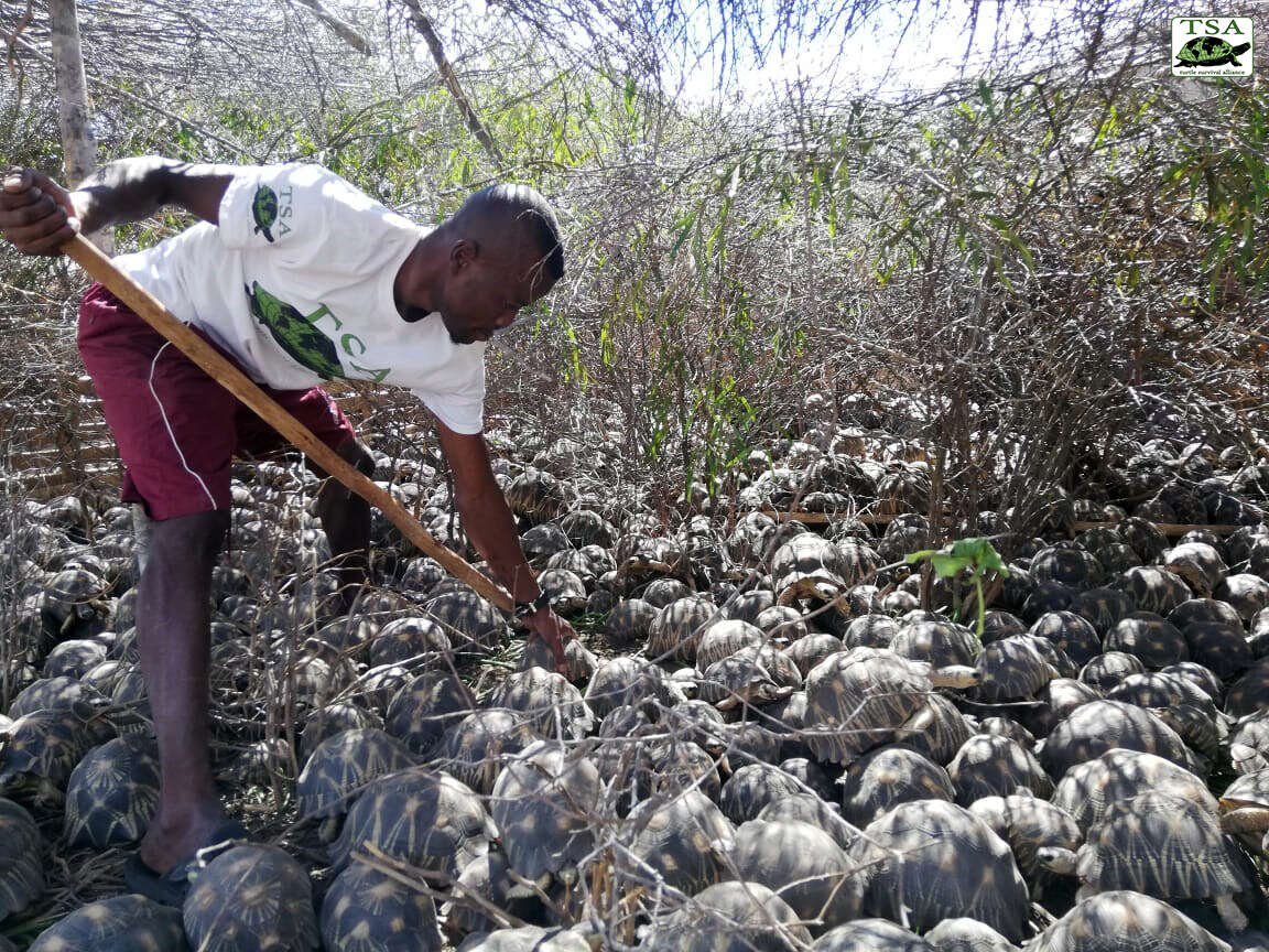 Rescuer with thousands of tortoises