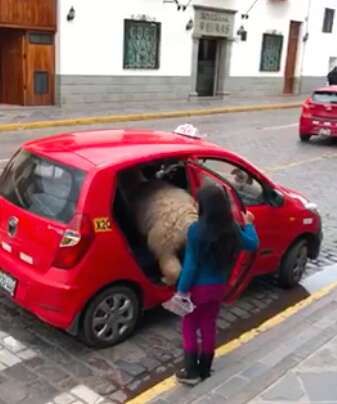 Alpaca catching taxi ride with family in Cusco, Peru