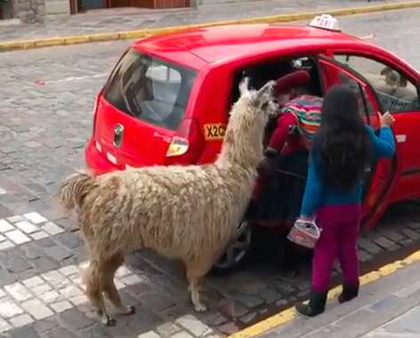 Alpaca catching taxi ride with family in Cusco, Peru