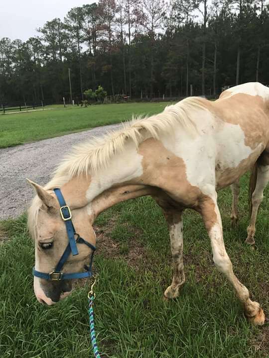 Horse saved from kill pen