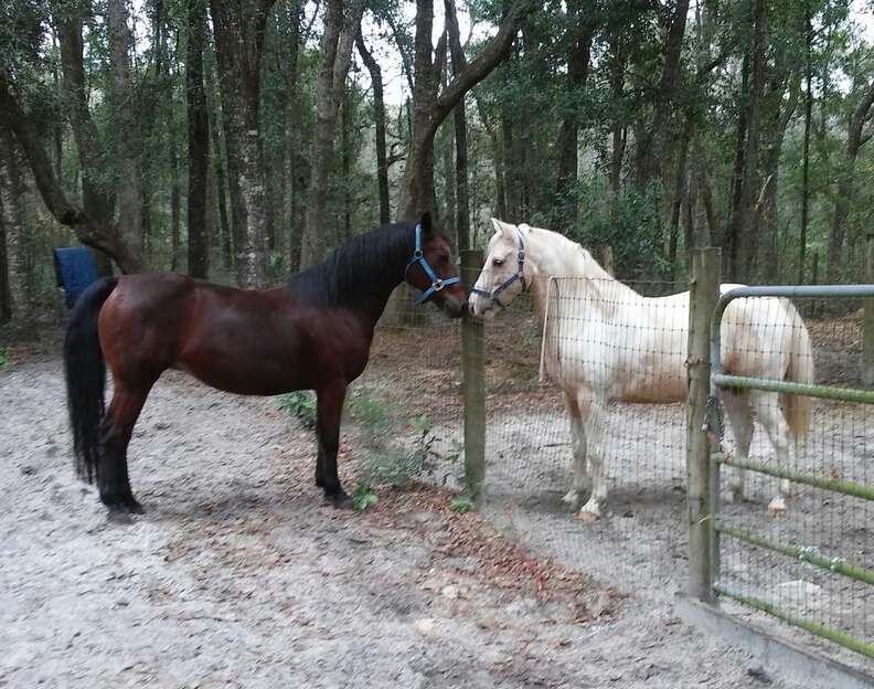 Rescued horses kissing at sanctuary
