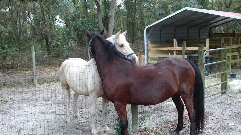 Rescued horses nuzzling at the sanctuary
