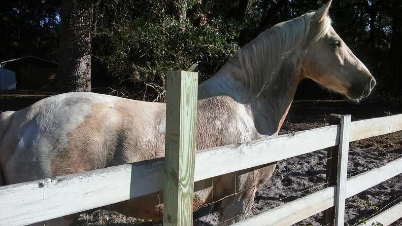 Horse saved from kill pen