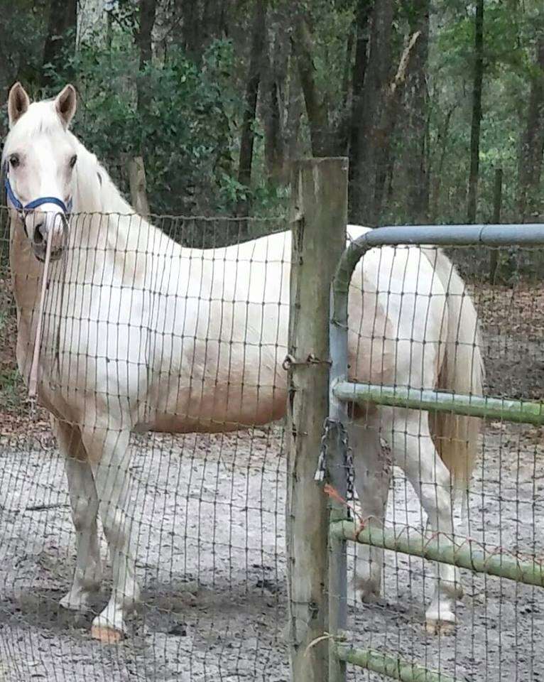 Logan, horse saved from kill pen