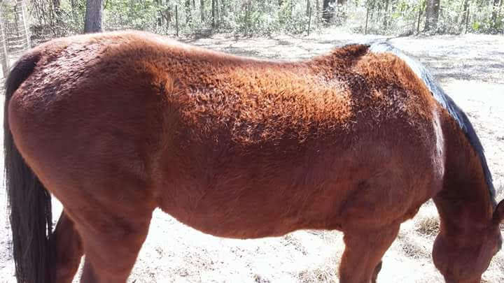 Starving runaway horse saved from highway