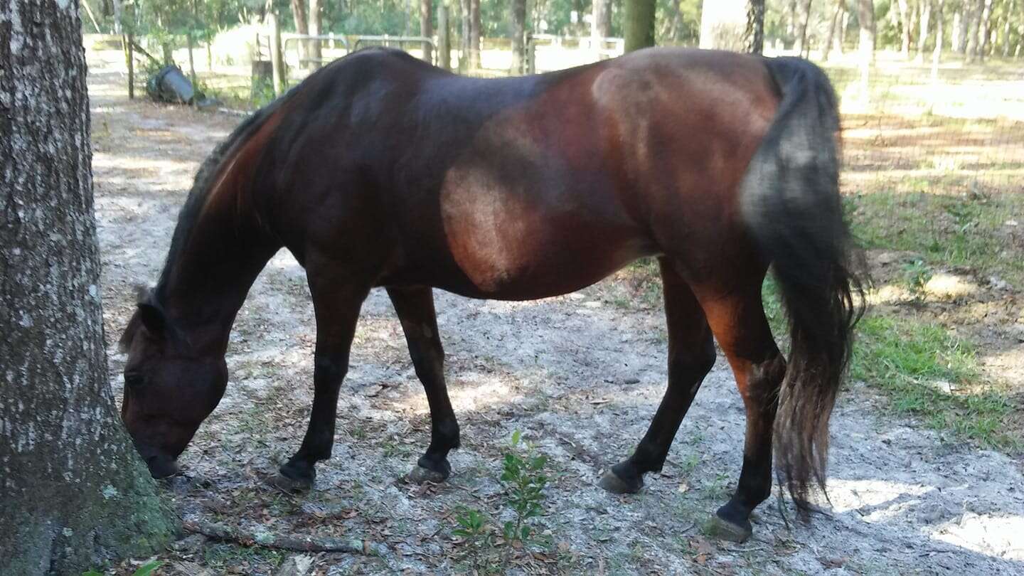 Starlight rescued horse recovered at Florida sanctuary