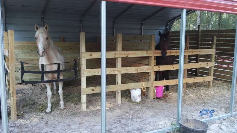 Rescued horse couple at sanctuary