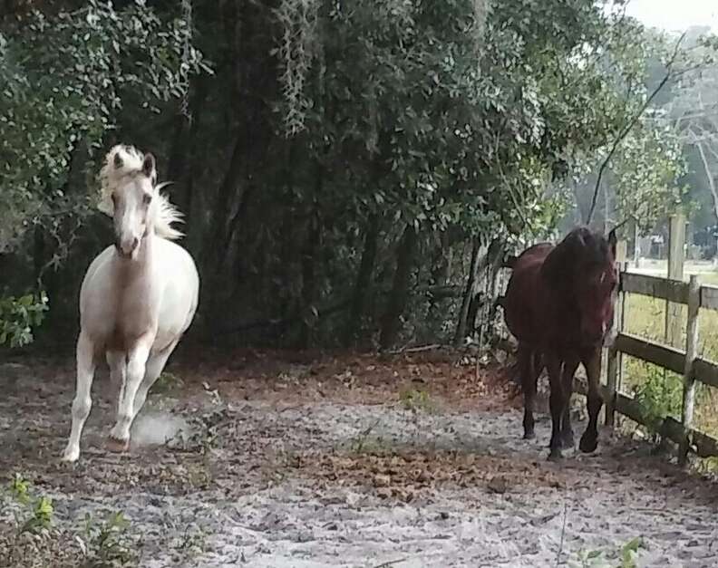 Rescued horse couple at sanctuary