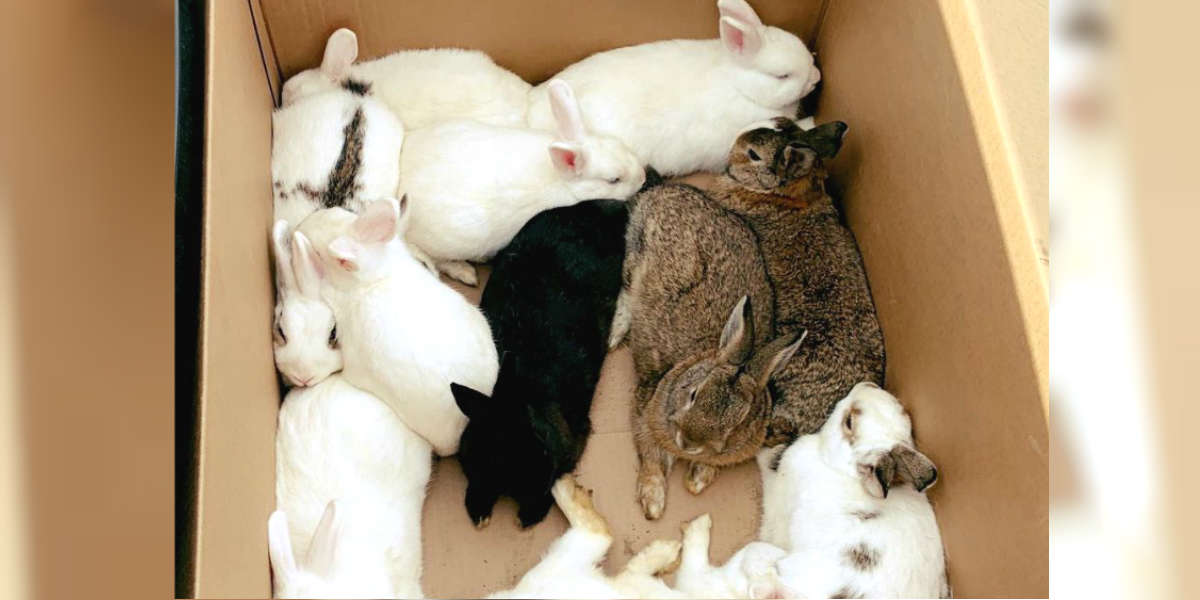 Cops Rescue 14 Pet Rabbits Dumped In California Park The Dodo