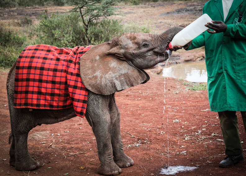 elephant rescue kenya