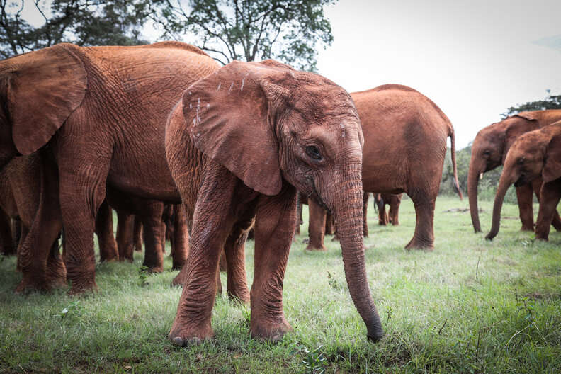 elephant rescue kenya