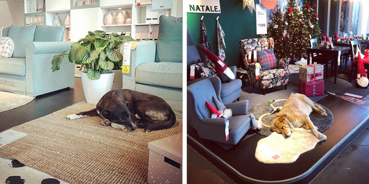 Italian IKEA Store Opens Its Doors To Local Stray Dogs The Dodo