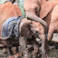 Orphan Elephants Rush To Comfort Baby Who Just Lost His Mom