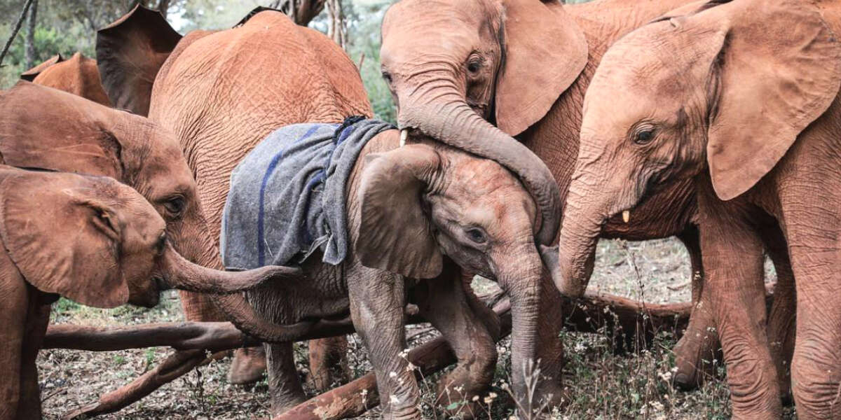 Elephants 'Hug' Orphaned Calf As He Arrives At Sanctuary - The Dodo
