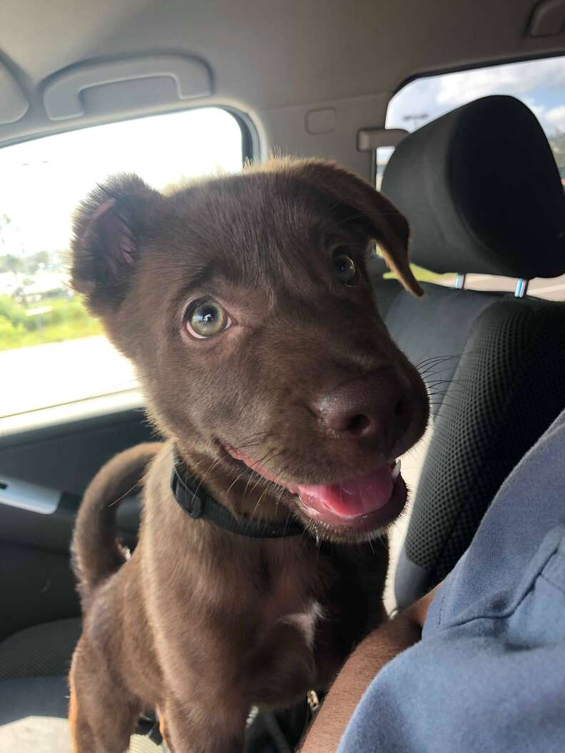 man gives away puppy in parking lot