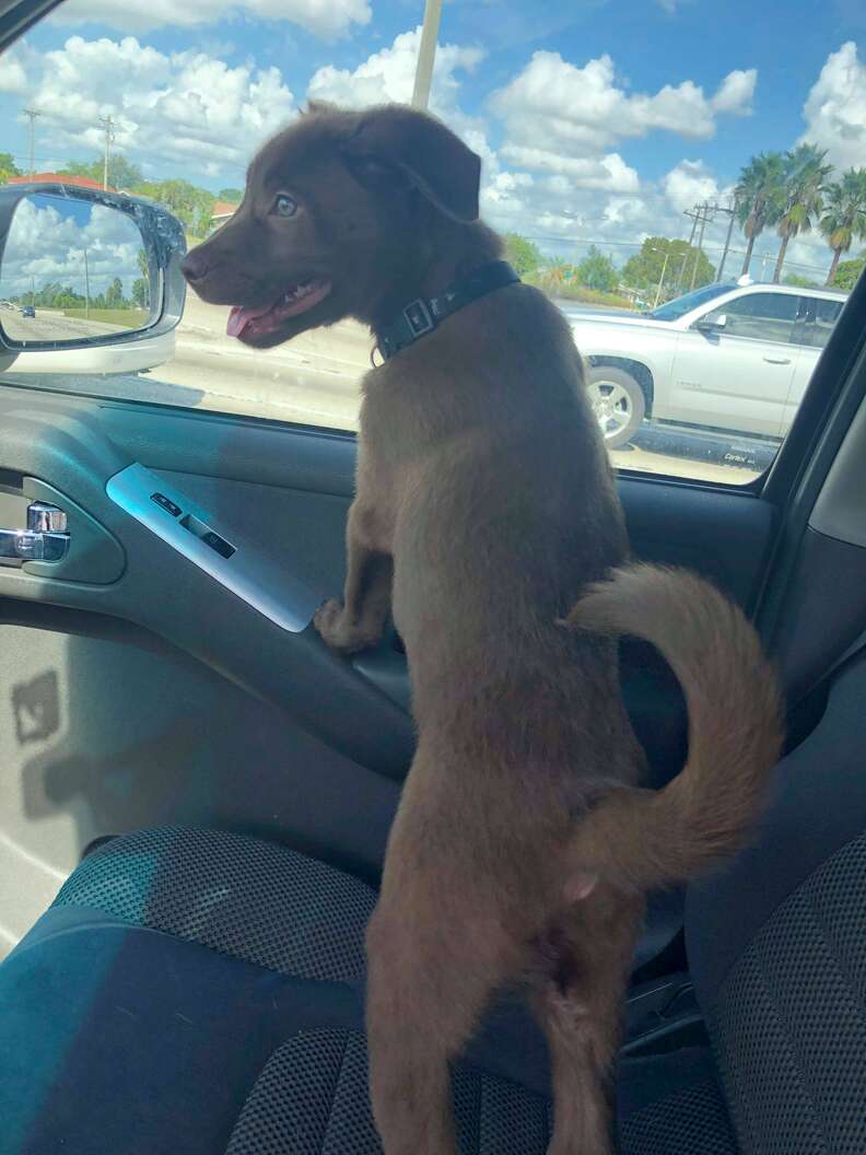 man gives away puppy in a parking lot