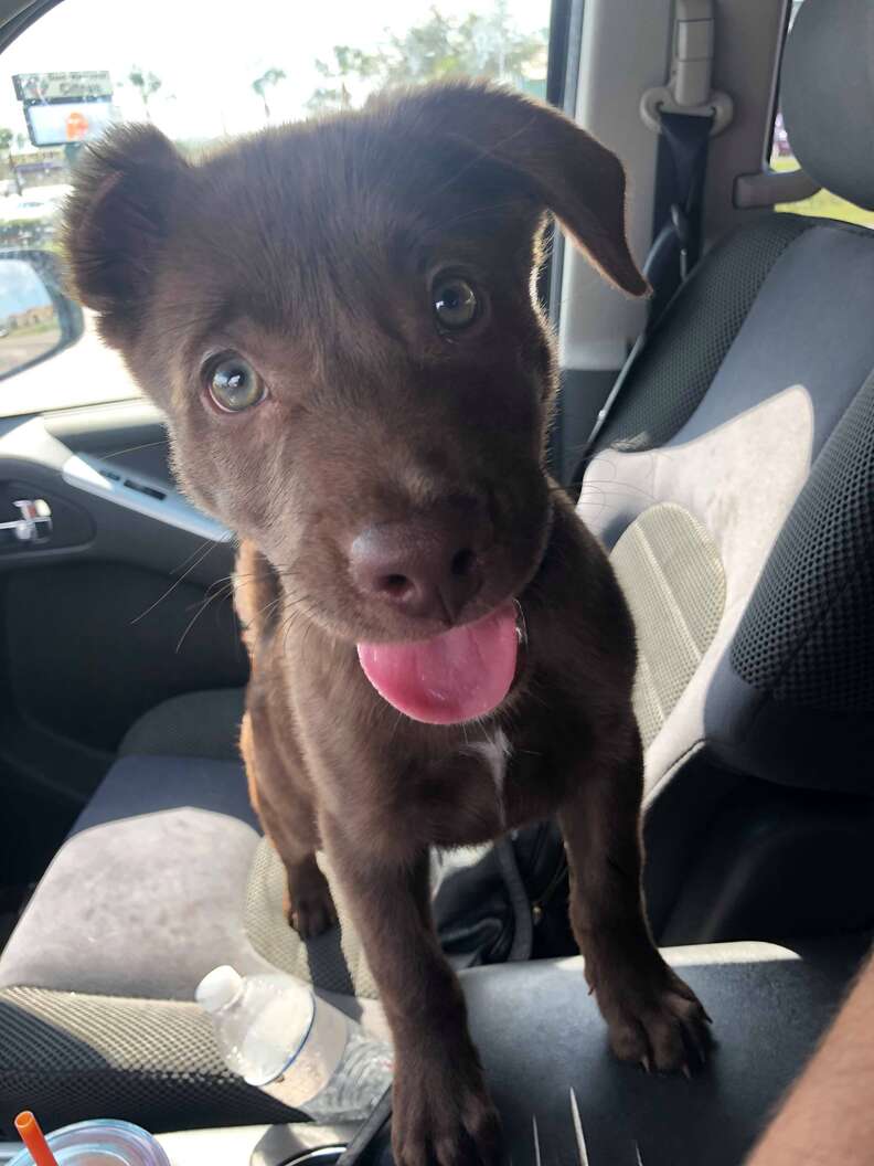 man gives away puppy in parking lot