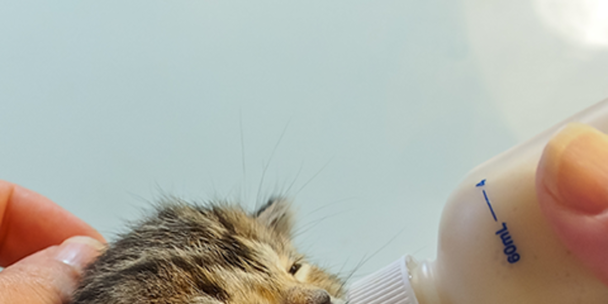 Faith Restored The Dodo