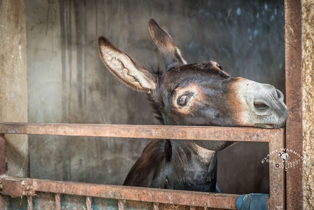 Rescued donkey in Spain