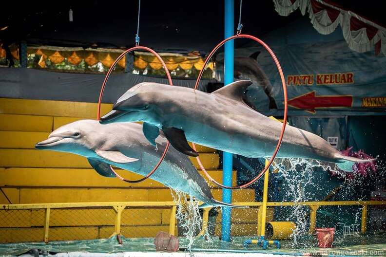 dolphin circus indonesia