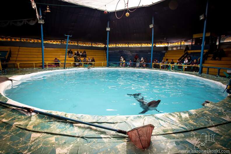 dolphin indonesia circus