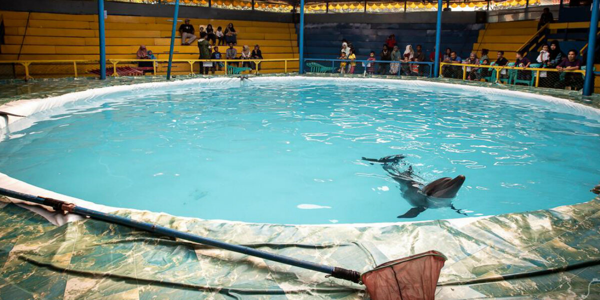 Chilling Photos From Inside Indonesia’s Traveling Dolphin Circuses ...