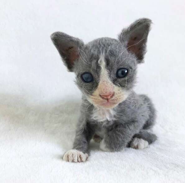 tiny kitten doesn't look real