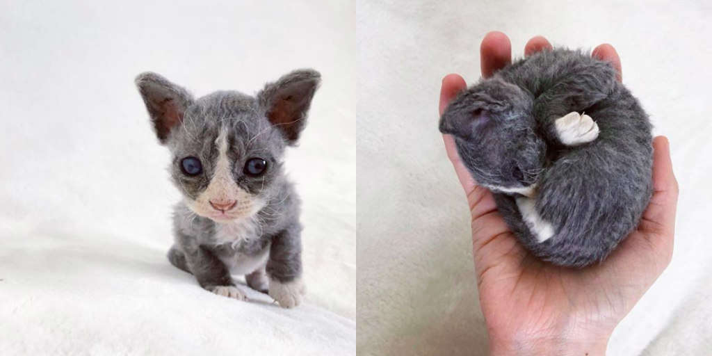 toy cats that look real