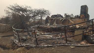 Woolsey fire destroyed tortoise rescue
