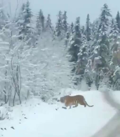 tiger siberian road china