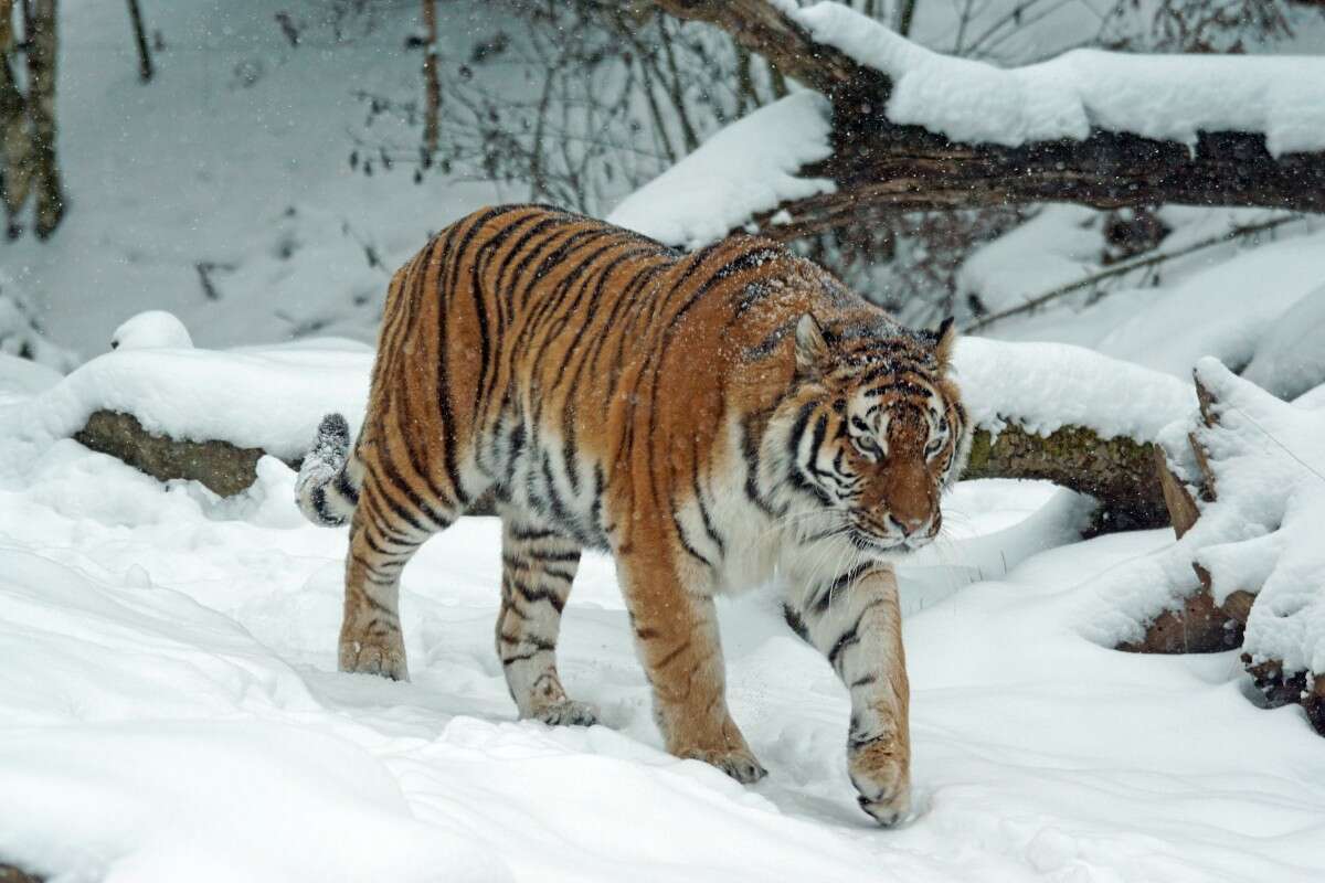 tiger siberian asia