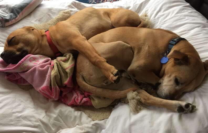 Stanley snuggles a dog friend