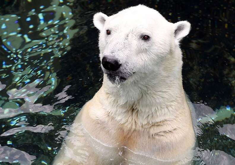 Everland Zoo Polar Bear Dies Days Before Going To Sanctuary - The Dodo