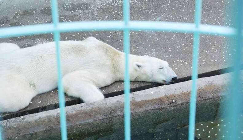 polar bear tongki death 