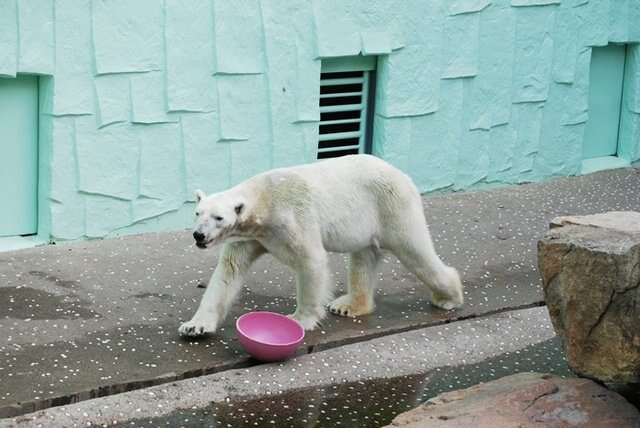 tongki polar bear 