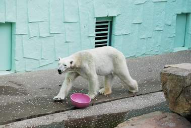tongki polar bear