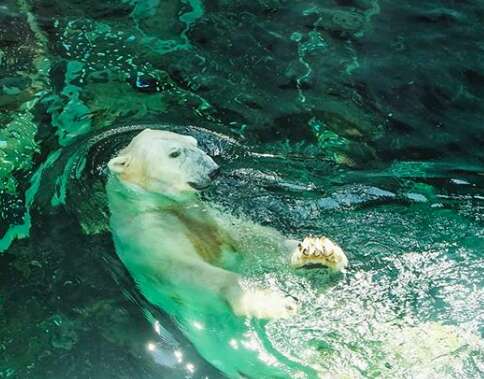tongki polar bear
