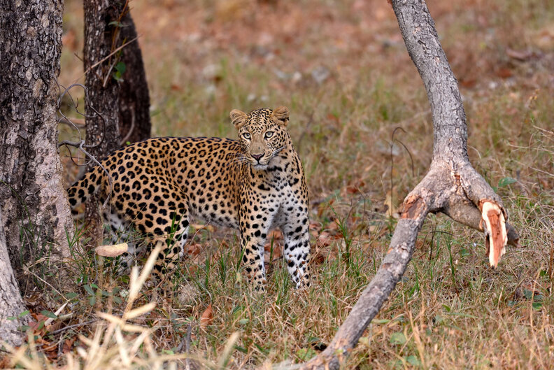 leopard wild india