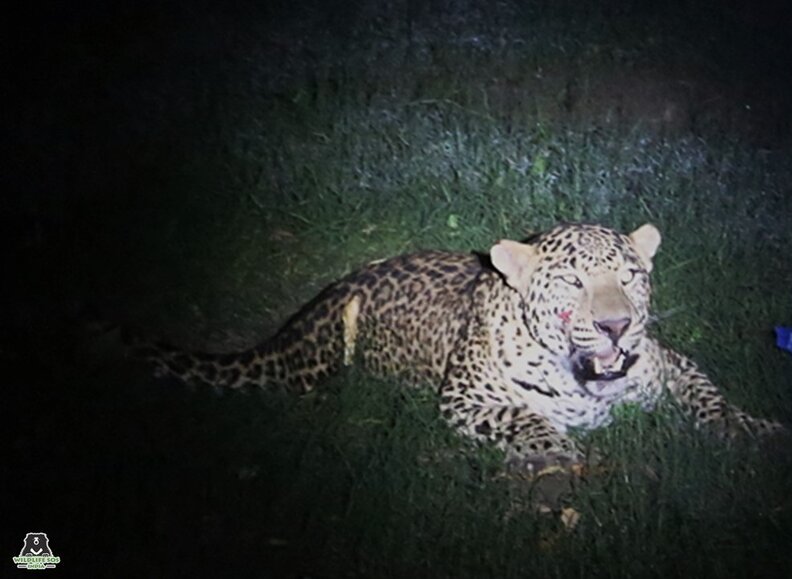 leopard car india