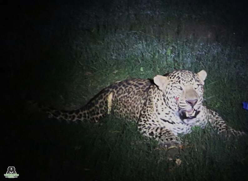 leopard car india