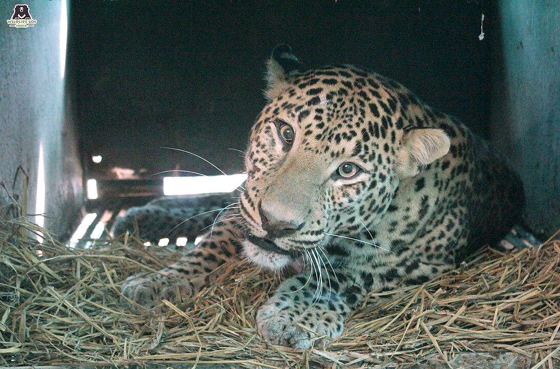 People Rescue Leopard Hit By Car In India - The Dodo