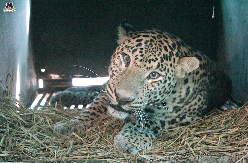 leopard rescue india