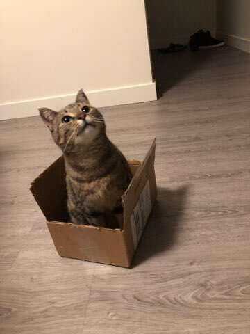 Cat Strikes Cutest Pose To Make Dad Stay Home - The Dodo